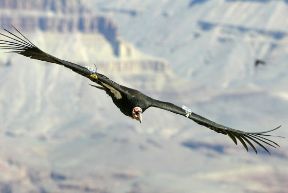 Kondor fim Flug durch den Grand Canyon
