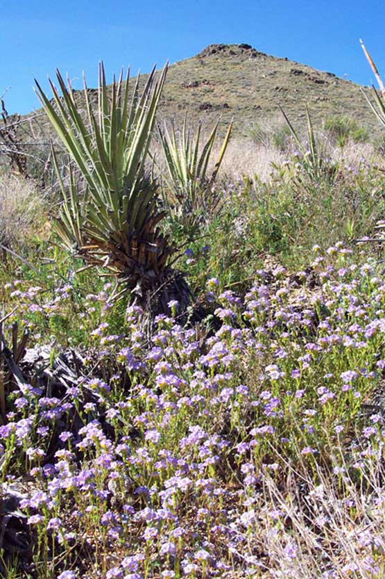 Blumen und Yucca